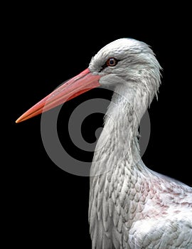 Portrait of an adult white stork - Nahaufnahme eines erwachsenen WeiÃÅ¸storches Ciconia ciconia photo